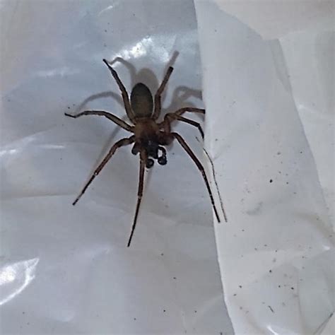 Brown Recluse Wolf Spider Please Help Me So I Can Sleep At Night