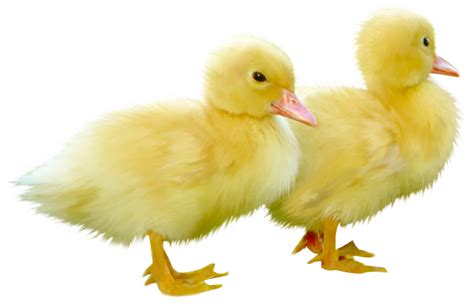 Collection Of Png Duckling Pluspng