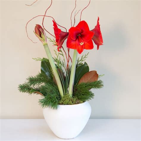 Heading to mcardle's florist and garden center? Perfect Amaryllis | Holiday floral arrangements, Amaryllis ...