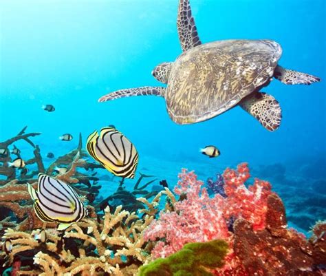 Coralreefturtles Sea Turtle Swimming Near A Coral Reef Sea Turtle