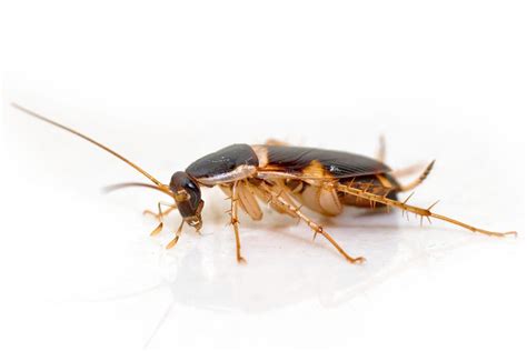 Brown Banded Cockroaches Bay Area Exterminators Pest Control