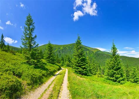 View Of Evergreen Conifer Forest In Summer Stock Photo Image Of