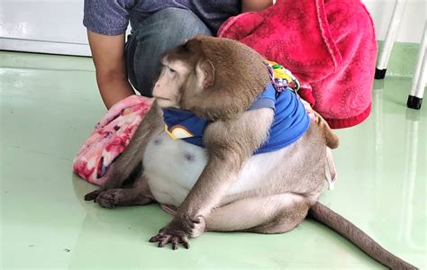 Wildlife Authorities Seize Obese Monkey From Bangkok Globe