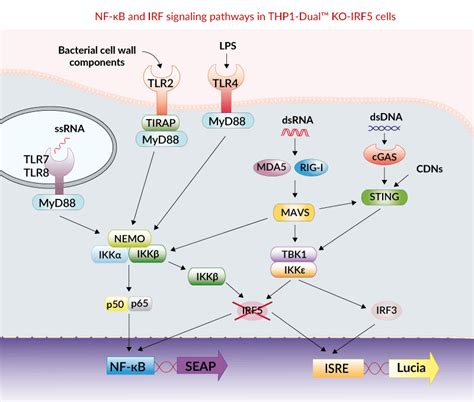Thp1 Dual™ Ko Irf5 Cells Nf κb And Ifn Reporter Monocytes Invivogen