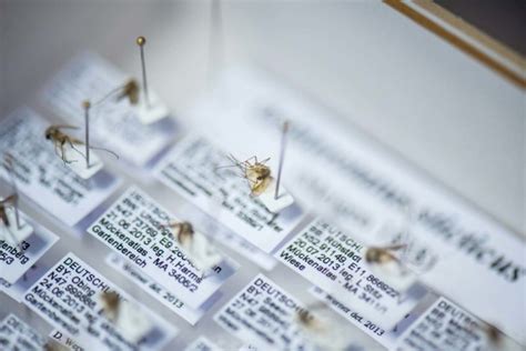 der mückenatlas deutschland kartiert die stechmücken