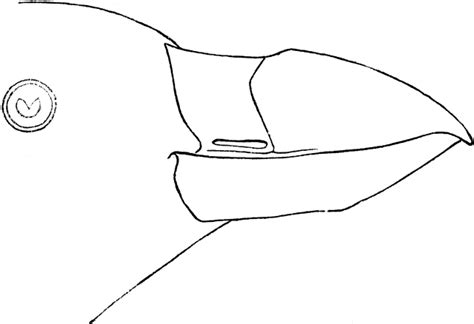 Large Beak Clipart Clipground