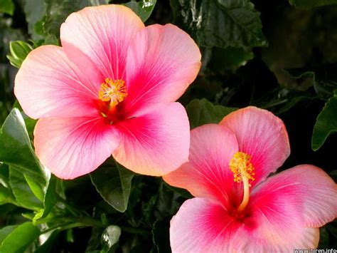 Bagi rakyat filipina, bunga yang juga biasa disebut sebagai arabian jasmine ini adalah lambang bunga berkelopak lima ini secara simbolik merepresentasikan lima prinsip kekuatan nasional malaysia dan warna merahnya menyimbolkan. KEMBARA ALAM AADK: Bunga Raya - Bunga Kebangsaan Malaysia