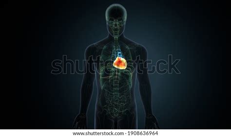 3d Illustration Human Body Organheart Anatomy Stock Illustration