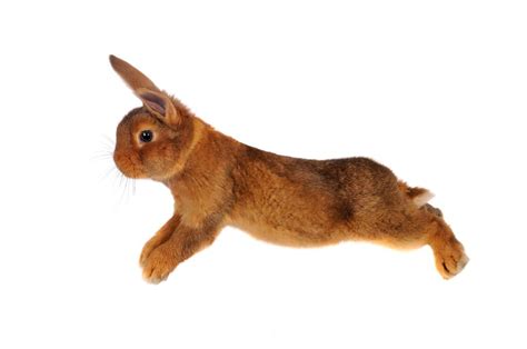 How High Can Bunnies Jump