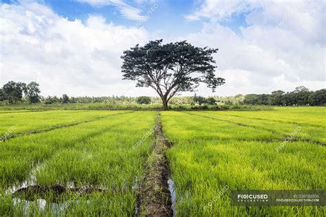 Scenic View Of Paddy Field Avukana North Central Province Sri Lanka