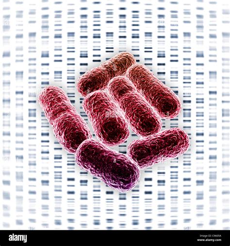 E Coli Bacteria Artwork Stock Photo Alamy