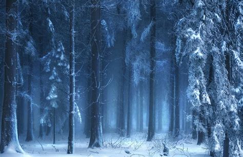 1097195 Sunlight Trees Landscape Forest White Nature Snow