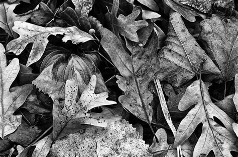 Fallen Leaves 2 Photograph By Ward Mcginnis Fine Art America