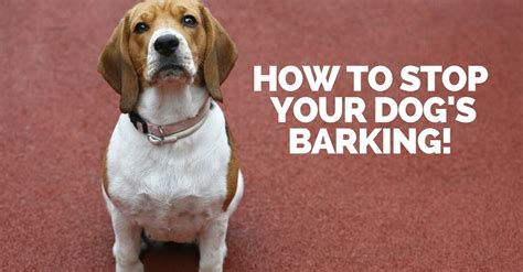 How To Stop A Dogs Barking A Dog Blog