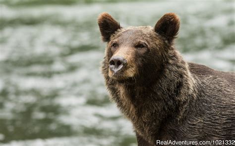 Grizzly Bear And Whale Tours Campbell River British Columbia Wildlife