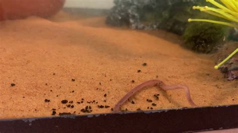Feeding My Axolotl Some Juicy Earthworms Youtube