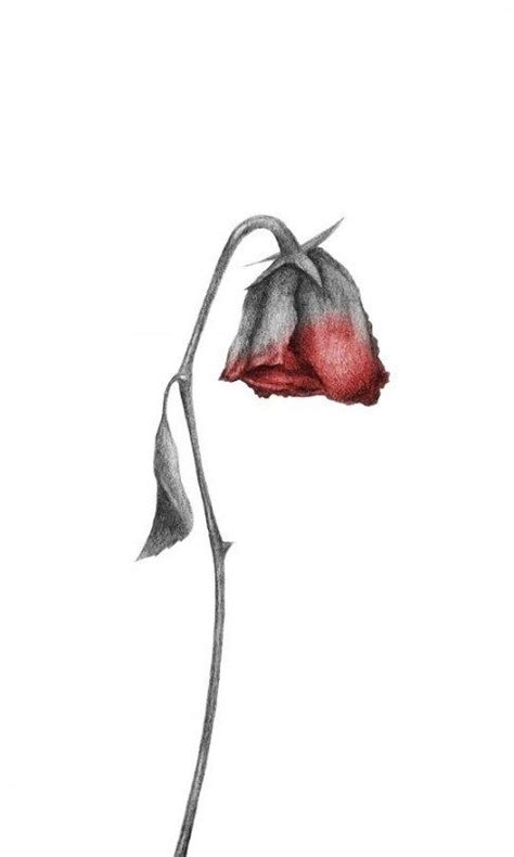 14 Outrageous Ideas For Your Dying Rose Drawing Dying Rose Drawing