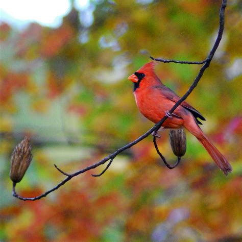Fall Cardinal Beautiful Birds Fall Pictures Nature Most Beautiful Birds