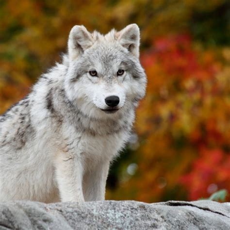 Arctic Wolf Dog Breed Information And Facts