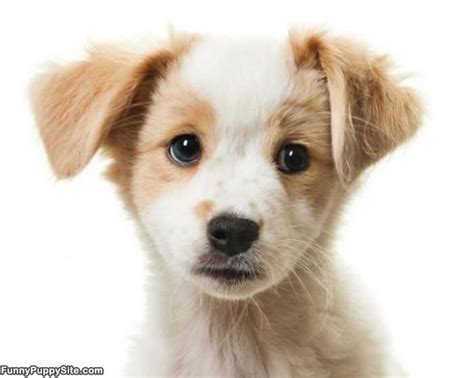 A Cute Puppy Face