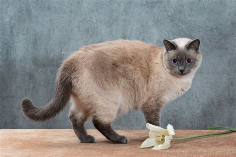 141 Cat Fat Siamese Stock Photos Free And Royalty Free Stock Photos