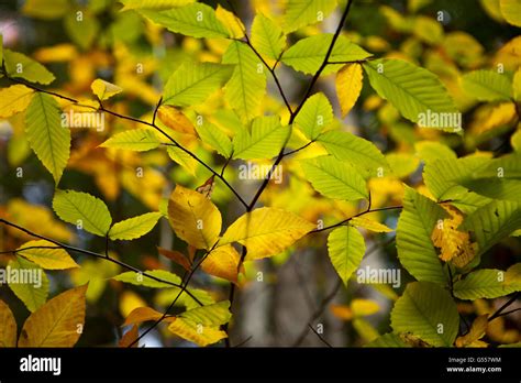 American Beech Fagus Grandifolia Leaves Turning Color In Fall Groton