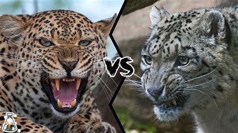 Clouded Leopard Vs Snow Leopard 3 Primary Differences Explained