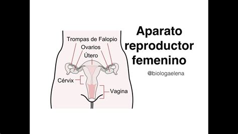 Aparato Reproductor Femenino Prezi Pin En Reproducción Humana