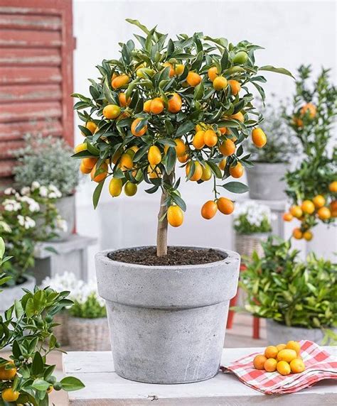 5 Best Citrus Trees For Containers Growing Citrus In Pots Citrus
