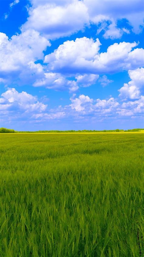 Blue Sky White Clouds Green Grass Backgrounds Clouds Trees Grass Hd