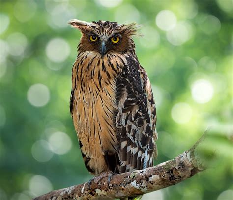Fish Owl Types Habitat And Facts Britannica
