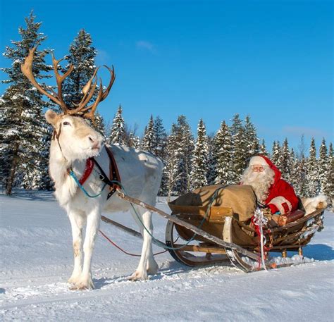 reindeer sleigh ride santa reindeer farm visit with sleigh ride getyourguide santa and his