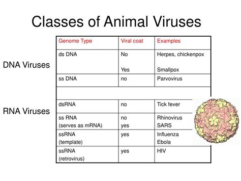 Ppt Lecture 29 Viruses Powerpoint Presentation Free Download Id