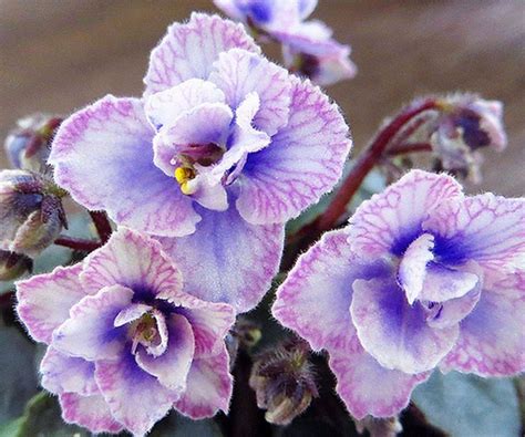 African Violet Persian Lace By Unknown Hybridzer Now Thats