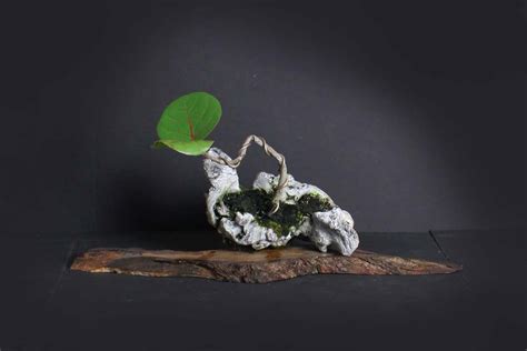 Sea Grape Pre Bonsai Tree Composition Fruiting Collection From Live