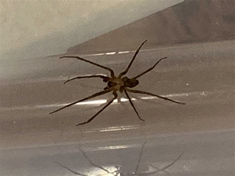 Male Loxosceles Reclusa Brown Recluse In Memphis Tennessee United States