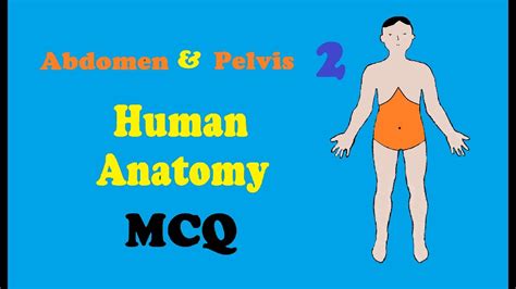 Anatomy Mcq Abdomen And Pelvis 2 Youtube