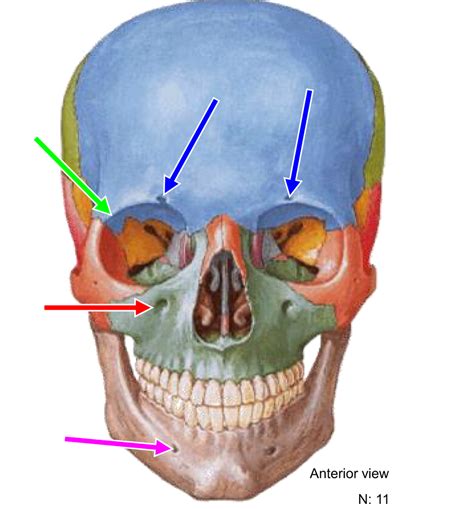 Osteology Of Face L38 Diagram Quizlet