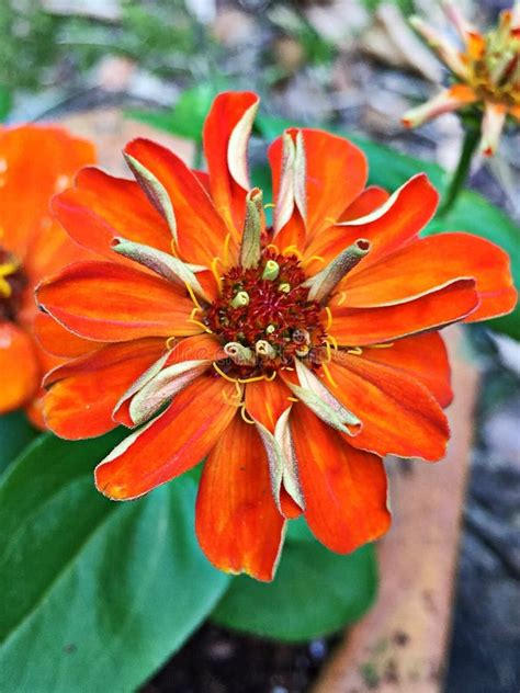 Orange Zinnia Flower Stock Image Image Of Gardening 93527649