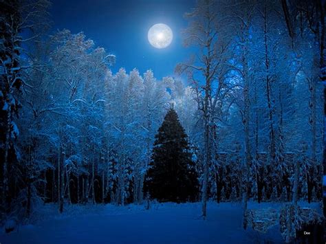 Download Snow Christmas Tree Moon Forest Tree Blue Nature Winter