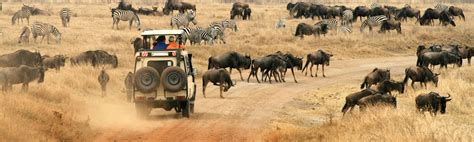 Kenya Wildlife Safari Ef Go Ahead Tours
