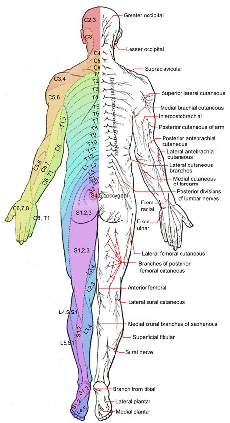 Advanced Spinal Care Sciatica Symptoms And The Best Natural Treatment