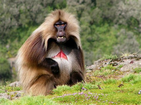 Male Gelada | Ethiopia. Simien Mountains National Park. The … | Flickr