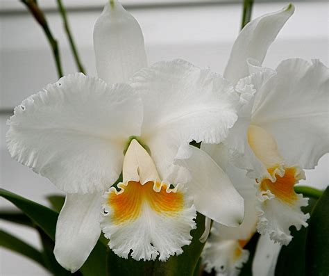 white cattleyas orchid board most complete orchid forum on the web