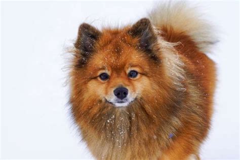 Finnish Spitz Rare Dogs Rare Dog Breeds Finnish Spitz