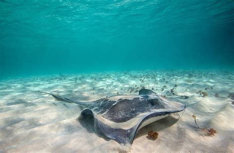 Online Crop Hd Wallpaper Manta Ray Animals Sea Underwater Sand