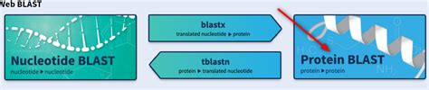 How To Convert Nucleotide Sequence Into Protein And Perform Blast On It