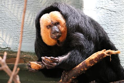 Roger Williams Park Zoo | | Zoo, Roger williams, Komodo dragon