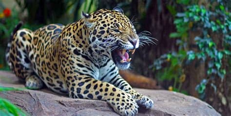 Aquí podrás encontrar los mejores dibujos de conejos para colorear de internet para todos los públicos. Los resultados del Segundo Censo de población del Jaguar ...
