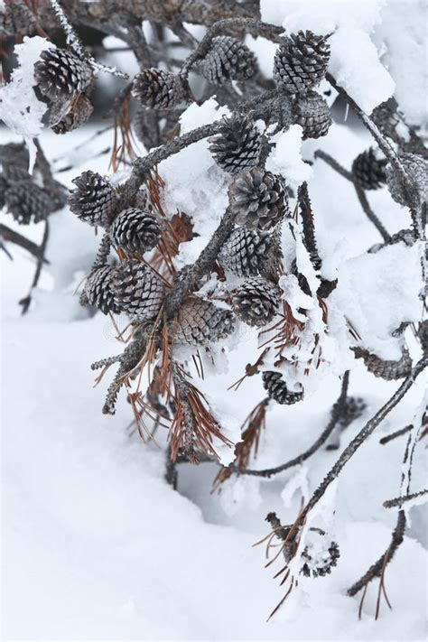 Snow Covered Pine Cones Stock Photo Image Of Tree Snow 17217806